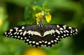 091 Afrikanischer Schwalbenschwanz - Papilio demedocus